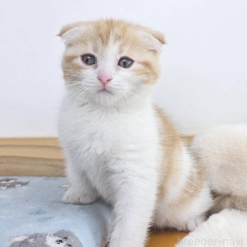 販売中の茨城県のマンチカン-133817の2枚目