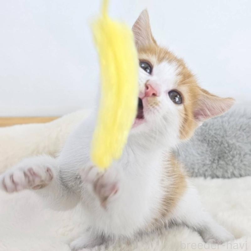 販売中の茨城県のマンチカン(短足)-133818の5枚目