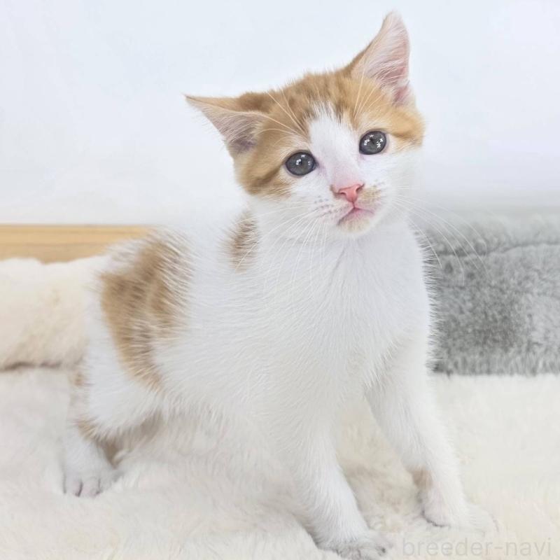 販売中の茨城県のマンチカン(短足)-133818の1枚目