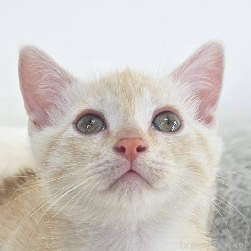 販売中の茨城県のマンチカン(短足)-133819の5枚目