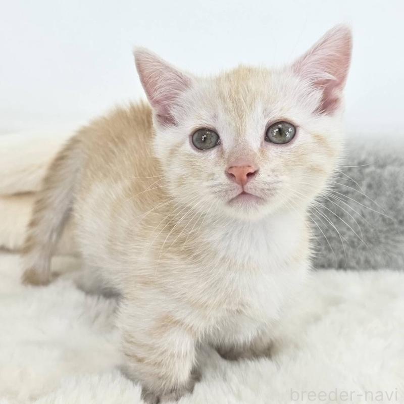 販売中の茨城県のマンチカン(短足)-133819