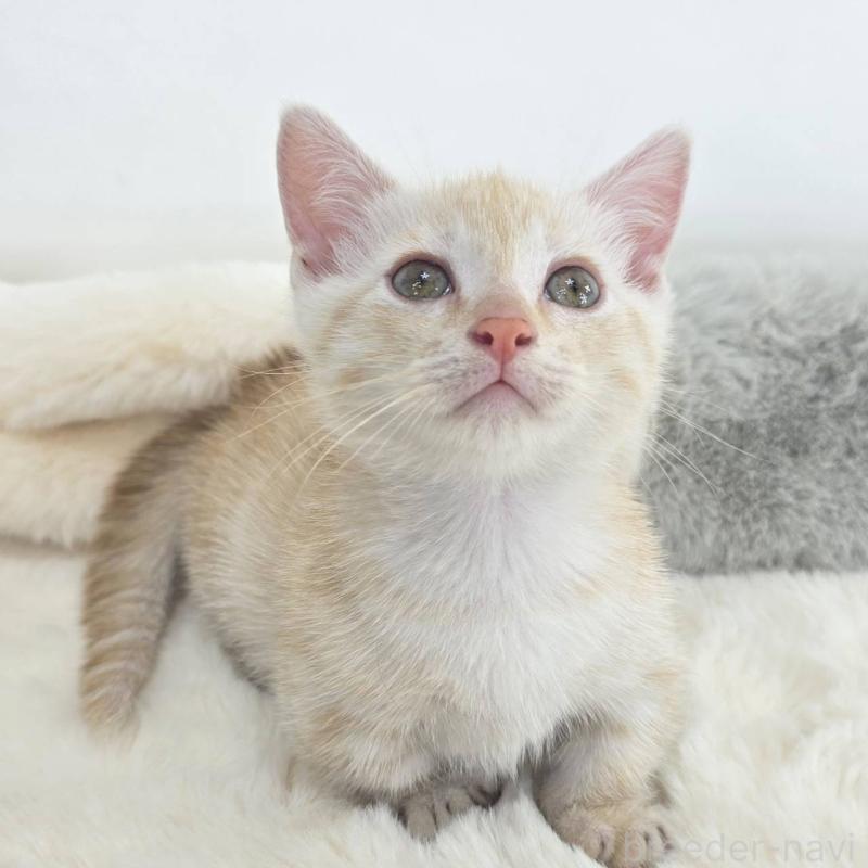 販売中の茨城県のマンチカン(短足)-133819の4枚目