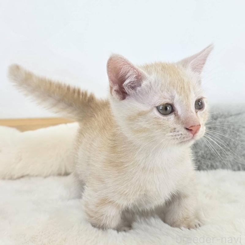 販売中の茨城県のマンチカン(短足)-133819の3枚目