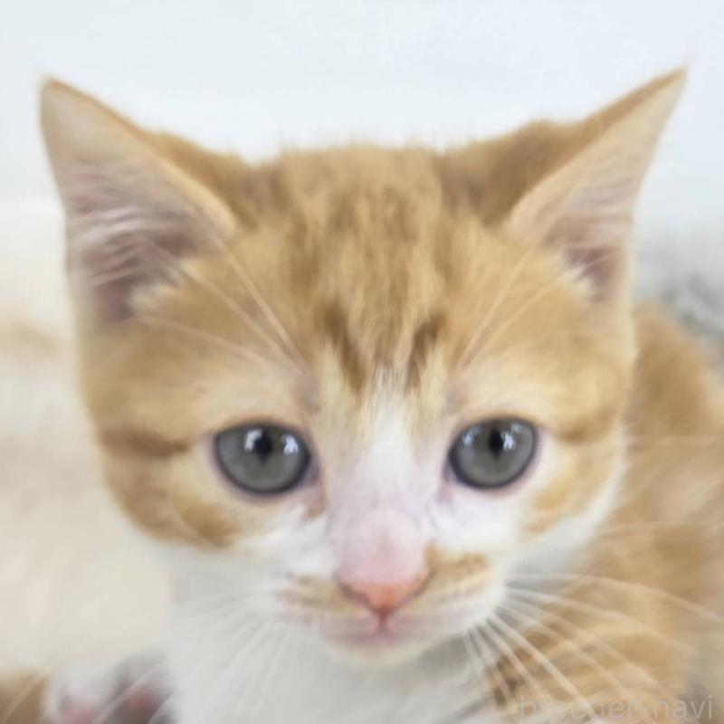 販売中の茨城県のマンチカン(短足)-133820