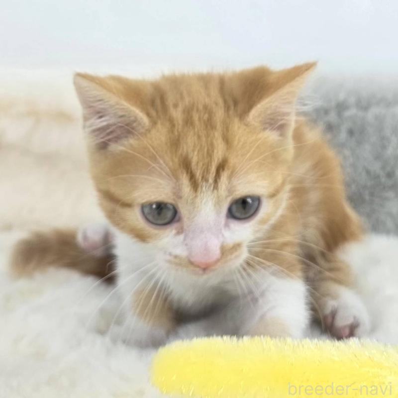 販売中の茨城県のマンチカン(短足)-133820の5枚目