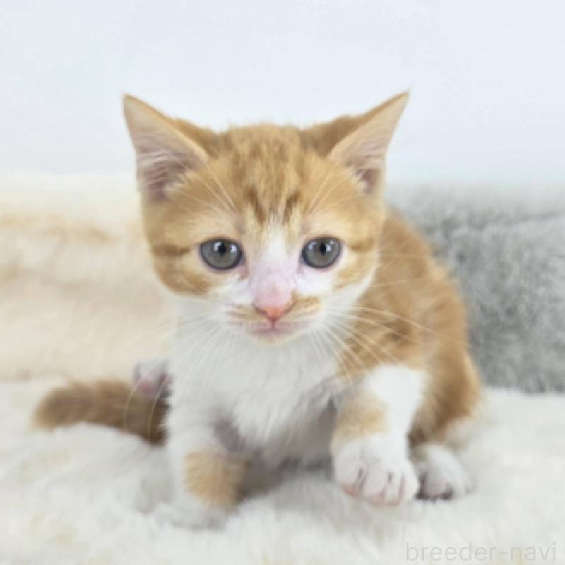 販売中の茨城県のマンチカン(短足)-133820の4枚目