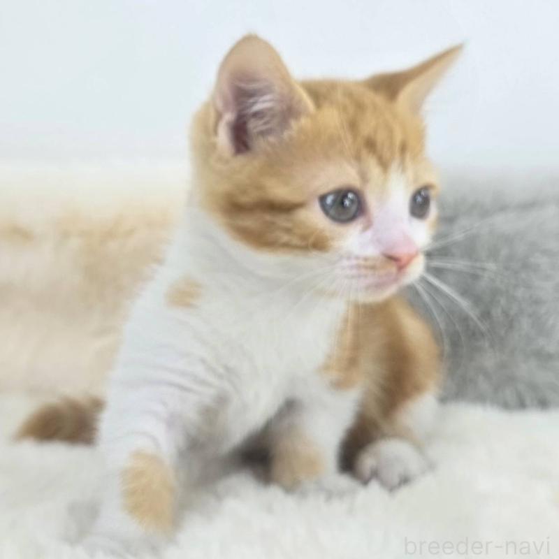 販売中の茨城県のマンチカン(短足)-133820の3枚目