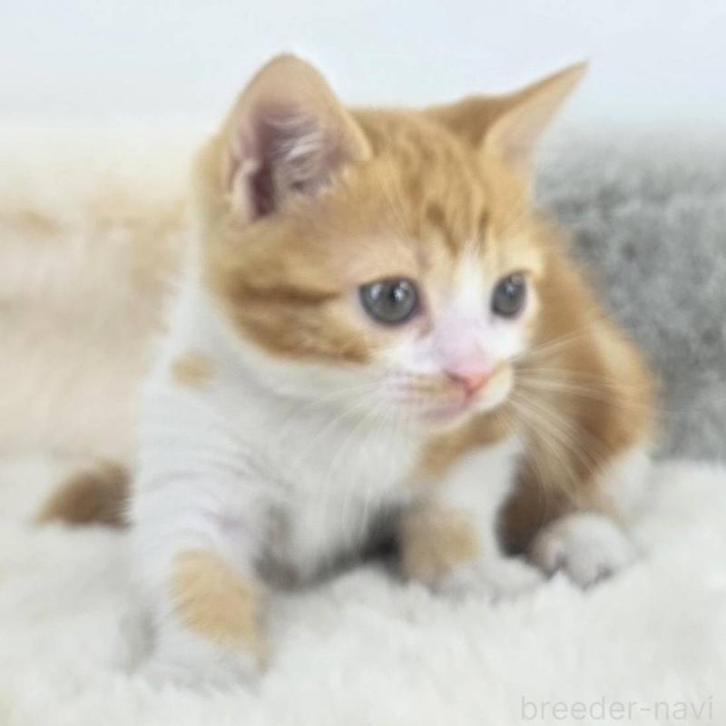 販売中の茨城県のマンチカン(短足)-133820の2枚目