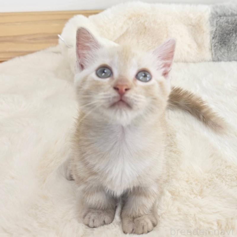 販売中の茨城県のマンチカン(短足)-133821の3枚目