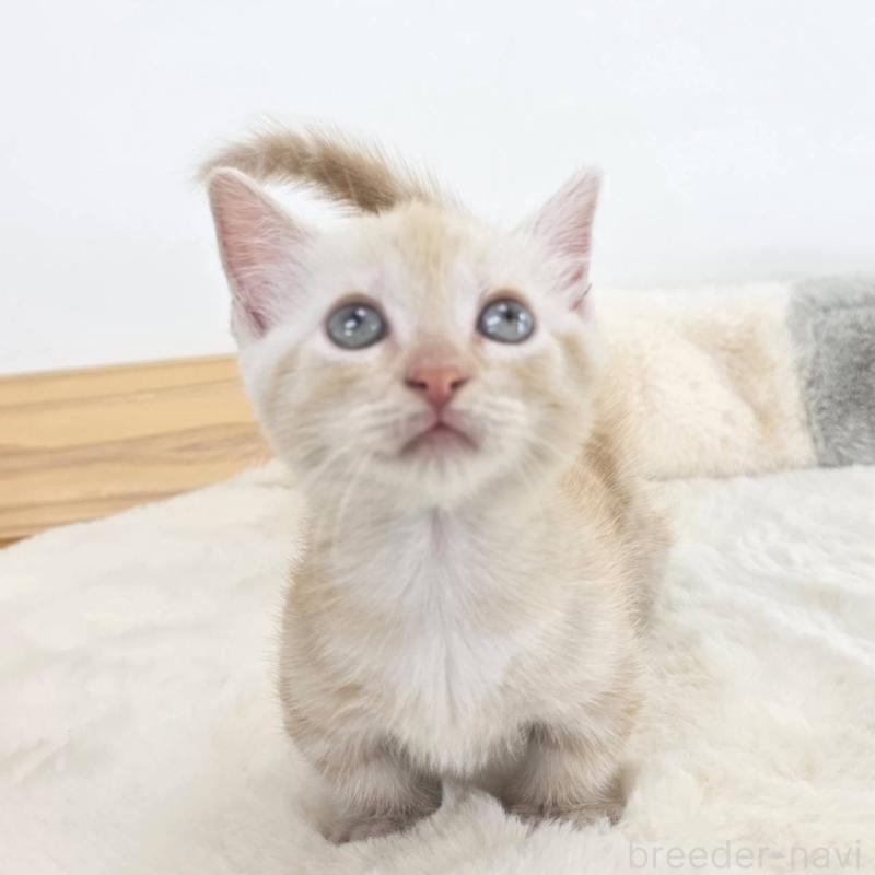 販売中の茨城県のマンチカン(短足)-133821