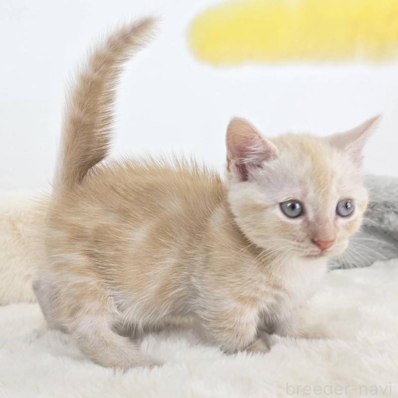 販売中の茨城県のマンチカン(短足)-133821の2枚目