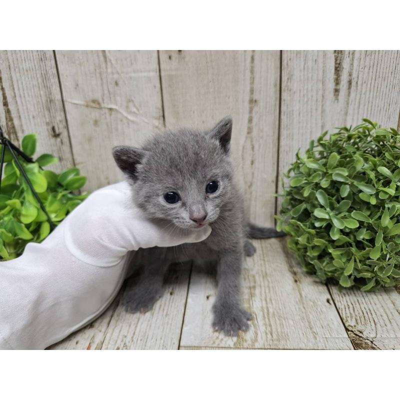 販売中の千葉県のロシアンブルー-133823の10枚目