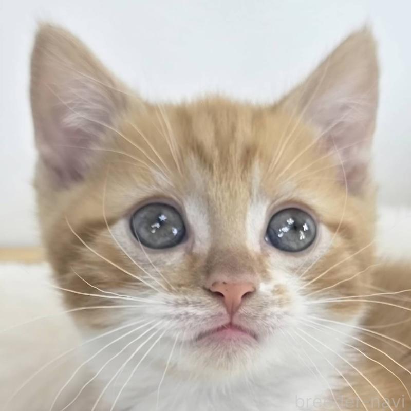 販売中の茨城県のマンチカン(短足)-133822の5枚目