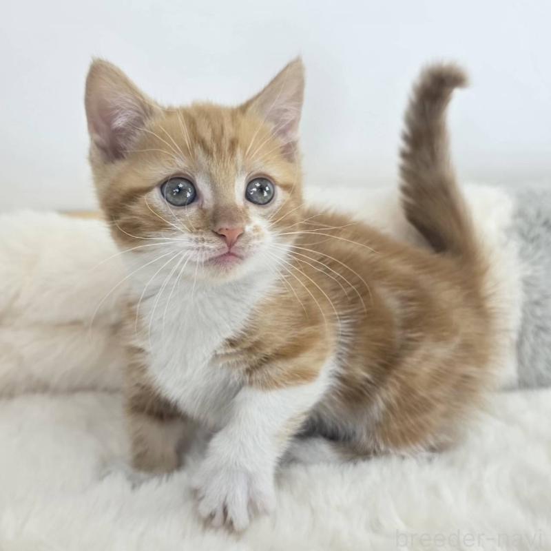 販売中の茨城県のマンチカン(短足)-133822の4枚目