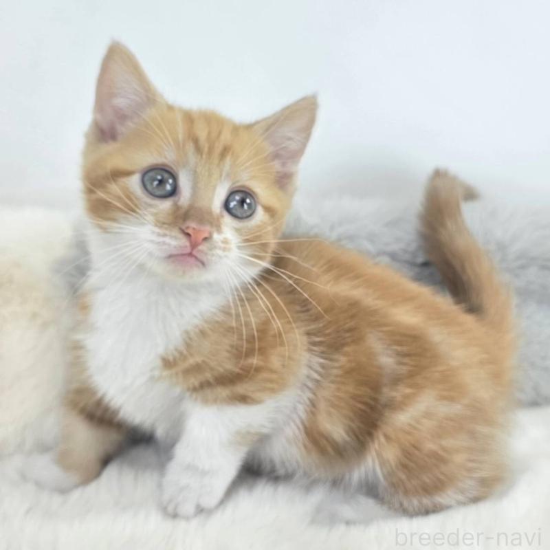 販売中の茨城県のマンチカン(短足)-133822の1枚目