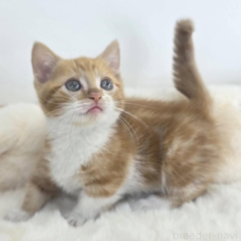 販売中の茨城県のマンチカン(短足)-133822の3枚目