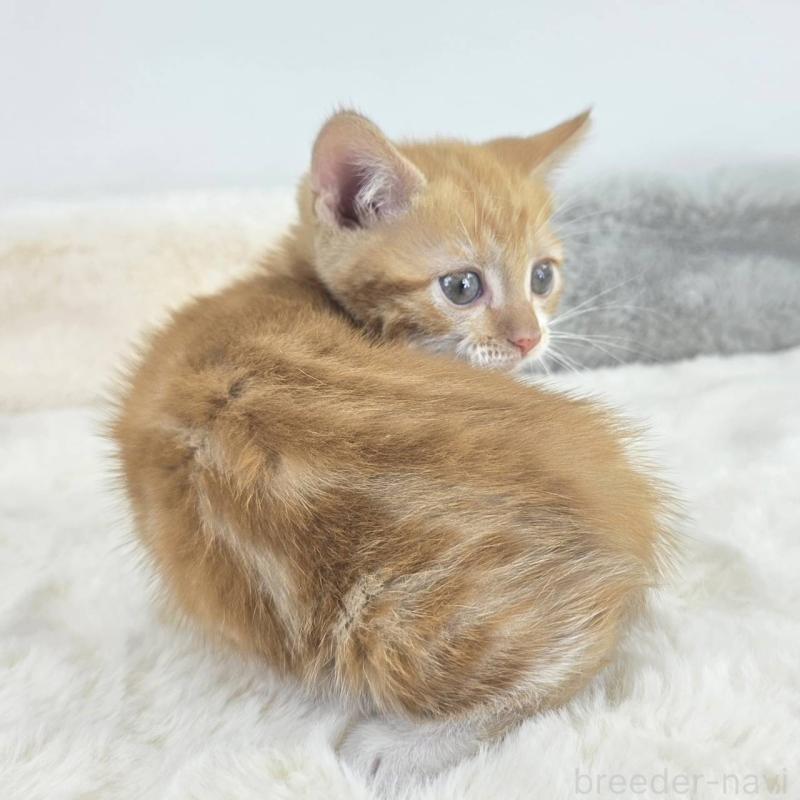 販売中の茨城県のマンチカン(短足)-133822の2枚目