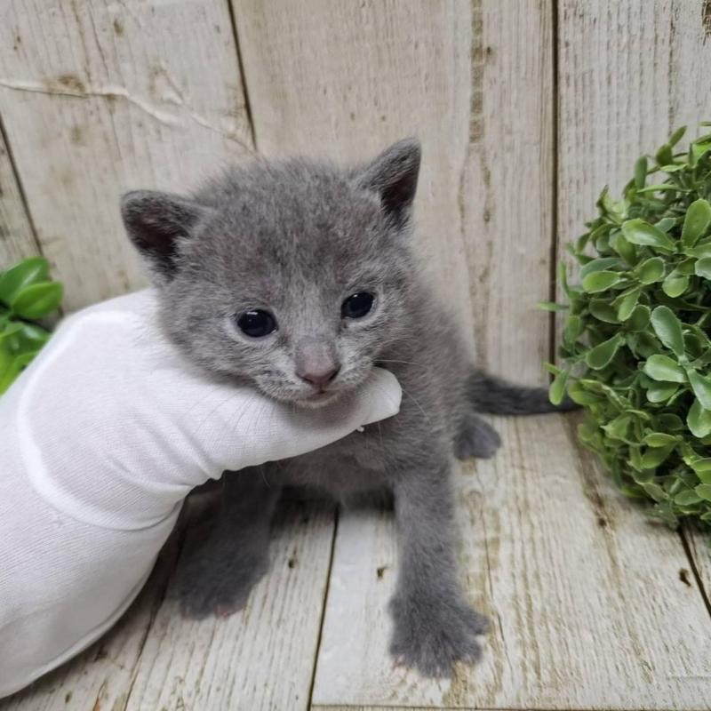 販売中の千葉県のロシアンブルー-133823の9枚目