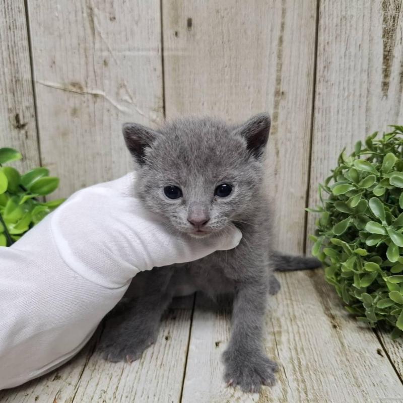 販売中の千葉県のロシアンブルー-133823の7枚目