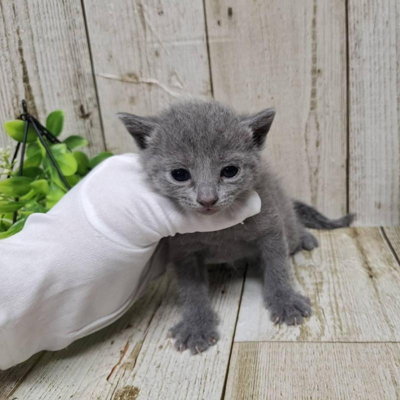 販売中の千葉県のロシアンブルー-133823の6枚目