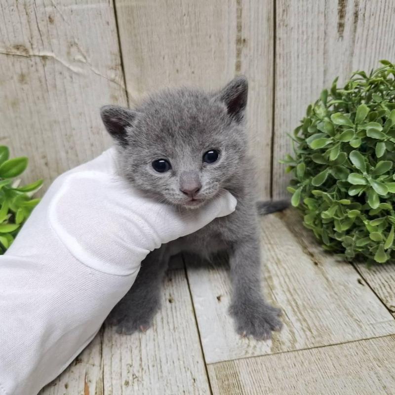 販売中の千葉県のロシアンブルー-133823の5枚目