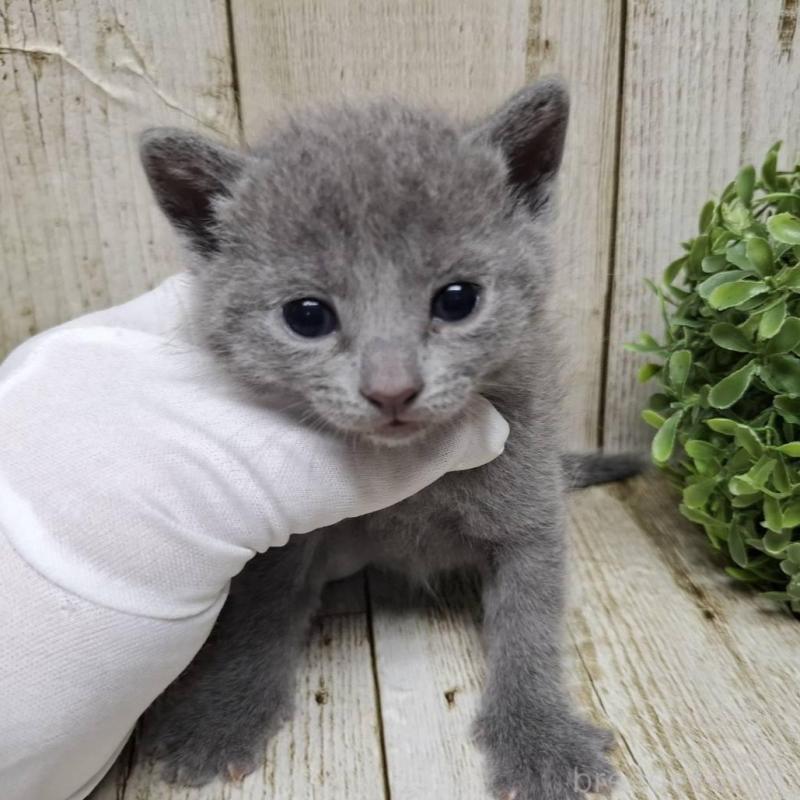 販売中の千葉県のロシアンブルー-133823