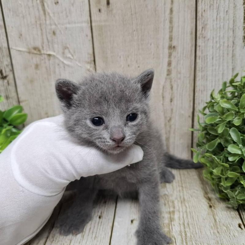 販売中の千葉県のロシアンブルー-133823の4枚目