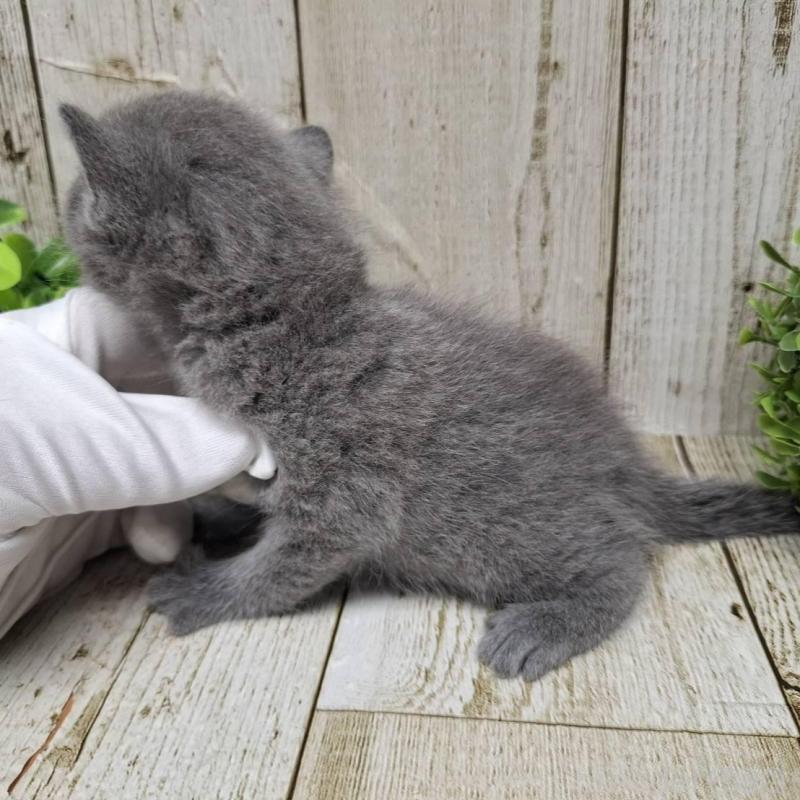 販売中の千葉県のロシアンブルー-133823の3枚目