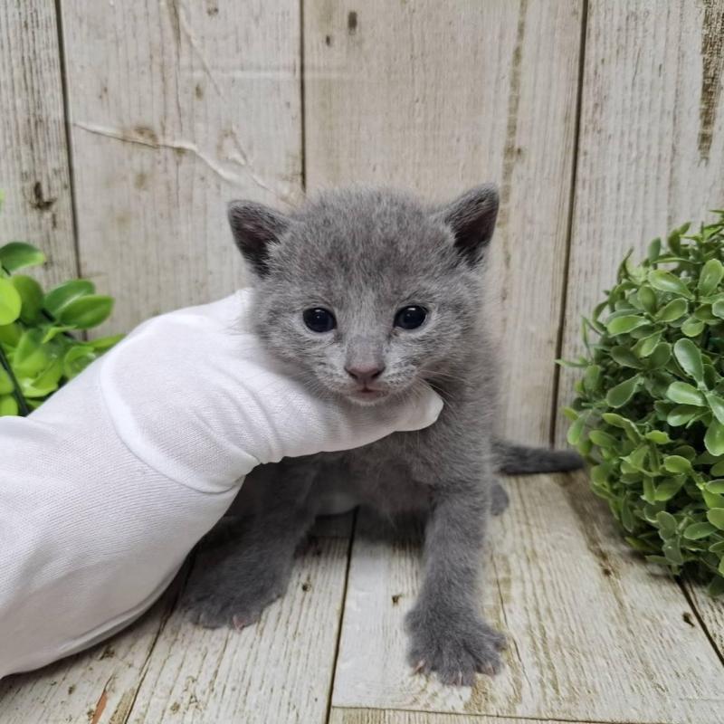 販売中の千葉県のロシアンブルー-133823の2枚目