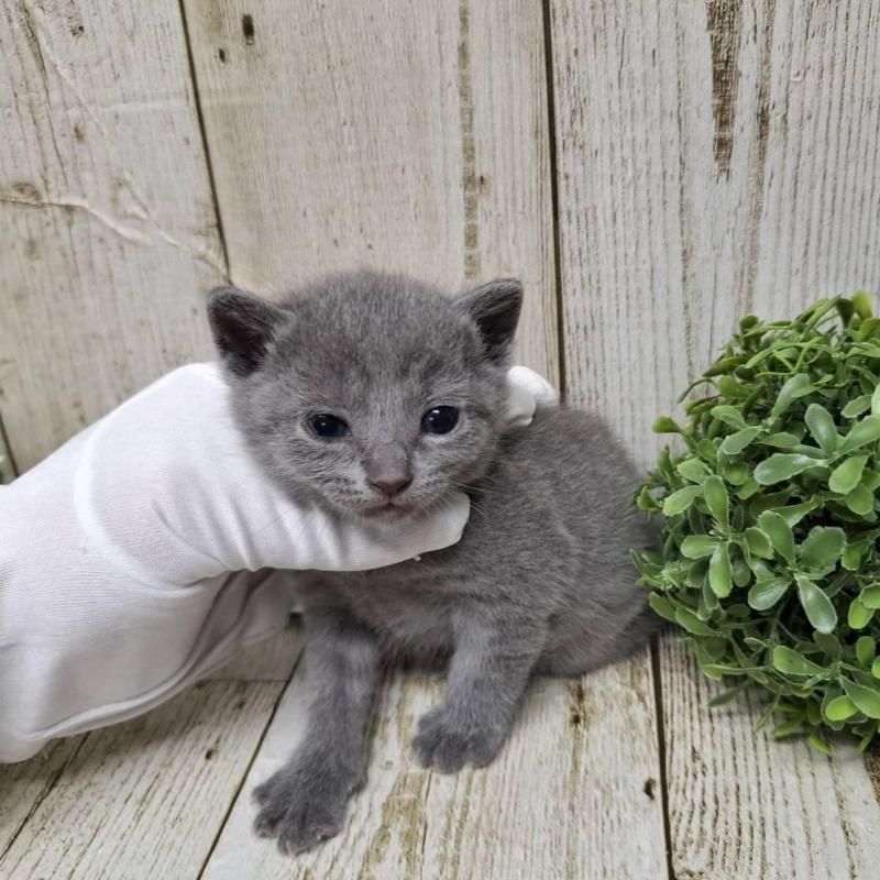 販売中の千葉県のロシアンブルー-133824