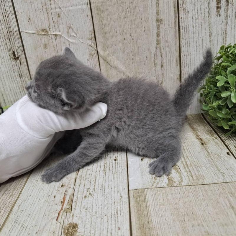 販売中の千葉県のロシアンブルー-133824の10枚目