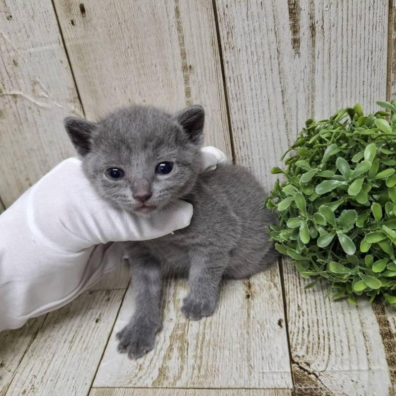 販売中の千葉県のロシアンブルー-133824の8枚目