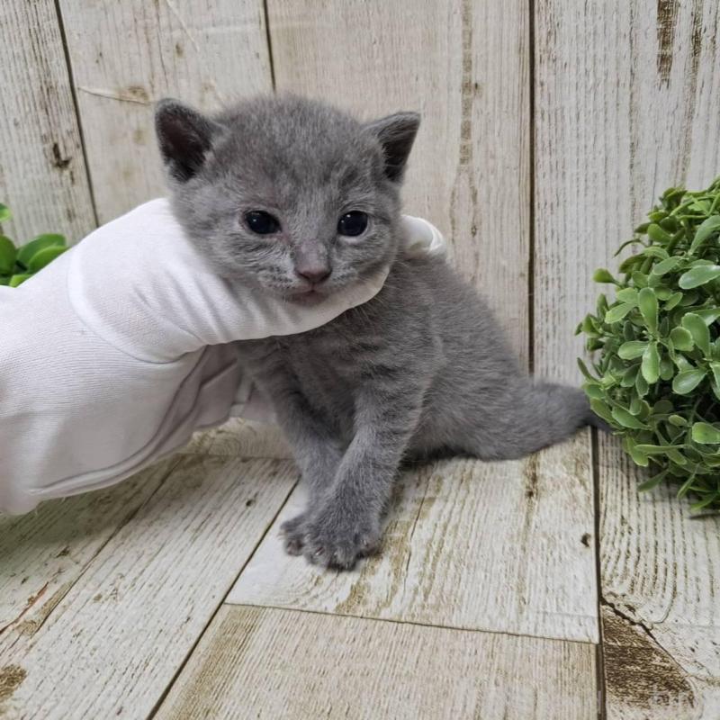 販売中の千葉県のロシアンブルー-133824の7枚目