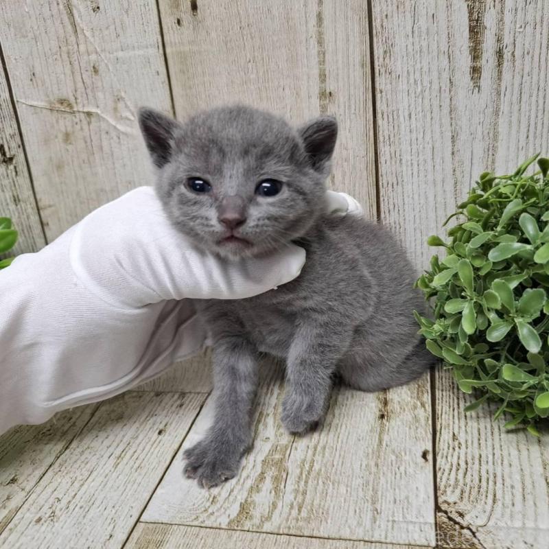 販売中の千葉県のロシアンブルー-133824の6枚目