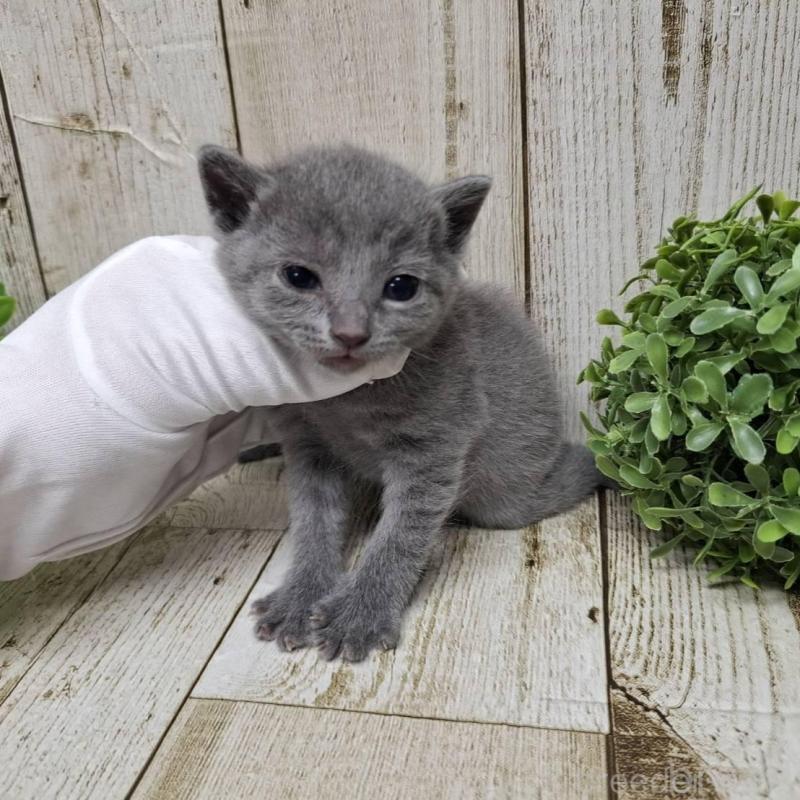 販売中の千葉県のロシアンブルー-133824の4枚目