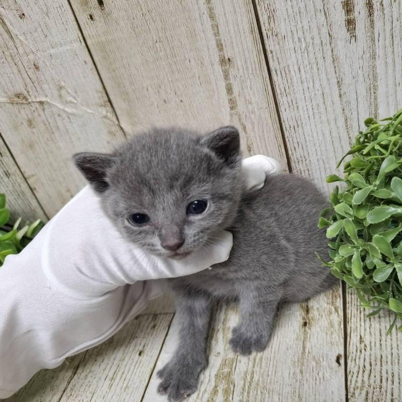 販売中の千葉県のロシアンブルー-133824の2枚目