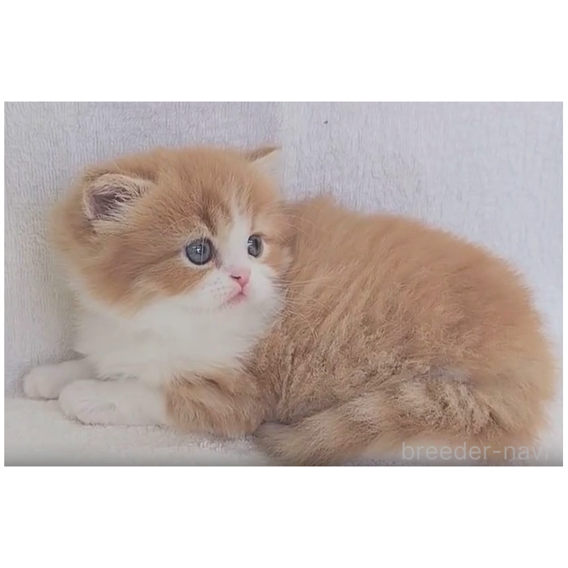 商談中の埼玉県のミヌエット-133825の4枚目