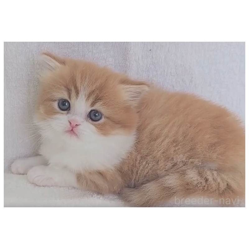 商談中の埼玉県のミヌエット-133825の3枚目