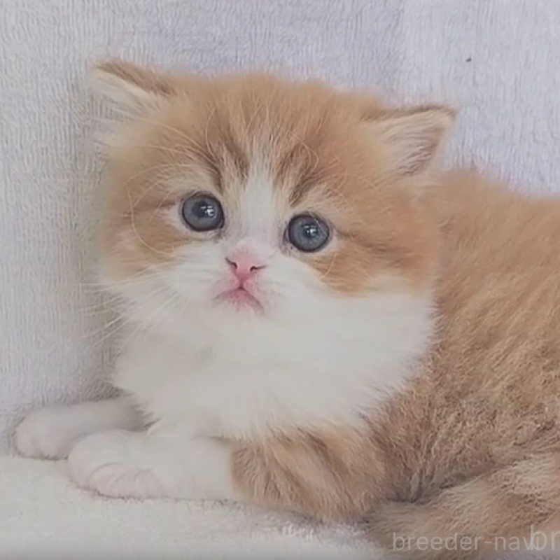 商談中の埼玉県のミヌエット-133825