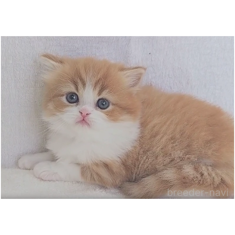 商談中の埼玉県のミヌエット-133825の2枚目