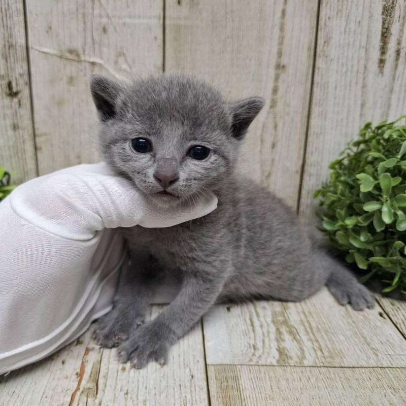 販売中の千葉県のロシアンブルー-133826の10枚目