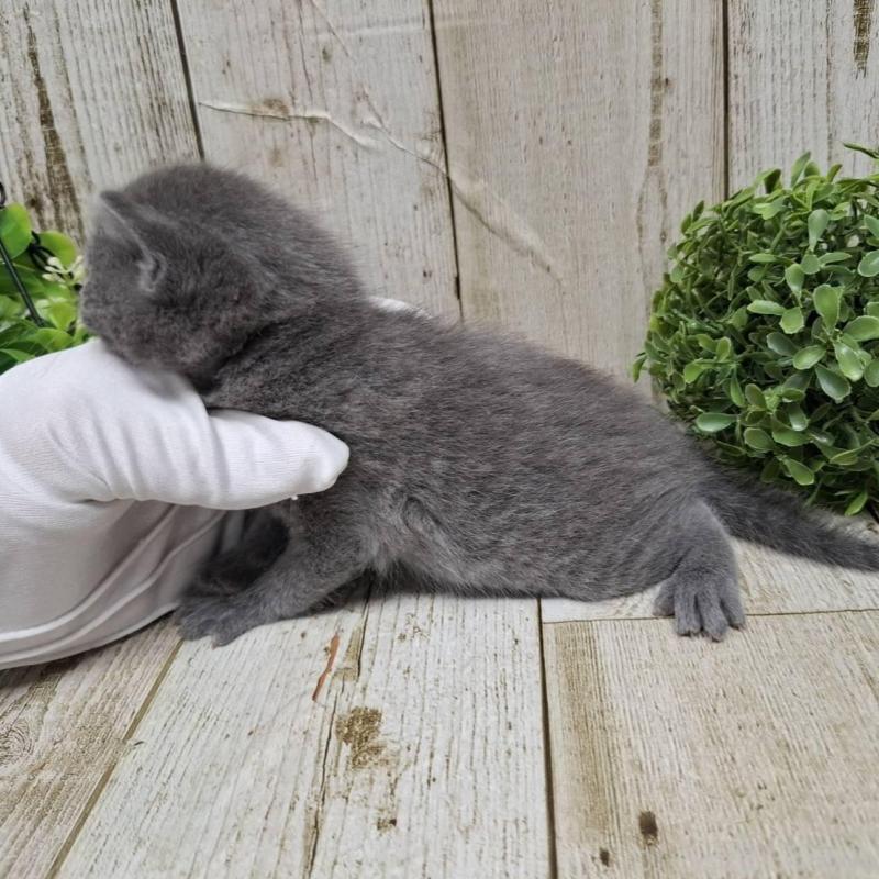 販売中の千葉県のロシアンブルー-133826の9枚目