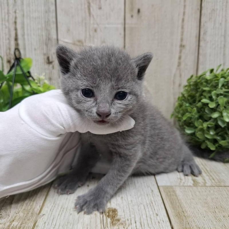 販売中の千葉県のロシアンブルー-133826の1枚目