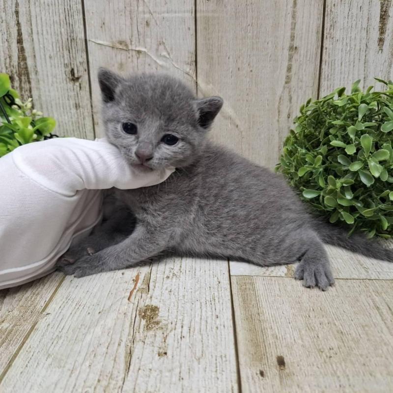 販売中の千葉県のロシアンブルー-133826の8枚目