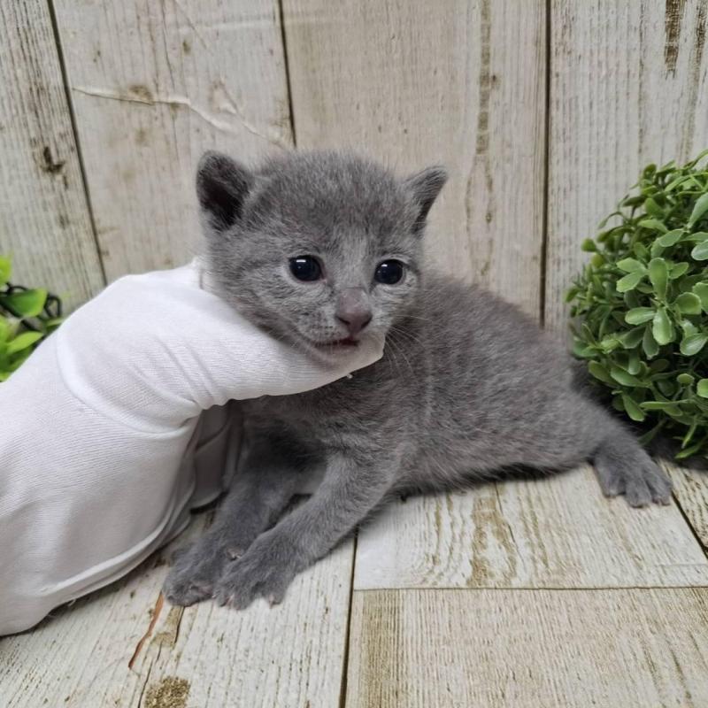 販売中の千葉県のロシアンブルー-133826の7枚目