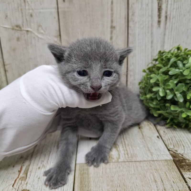 販売中の千葉県のロシアンブルー-133826の6枚目