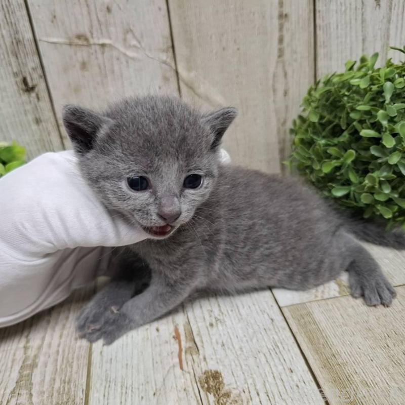 販売中の千葉県のロシアンブルー-133826の5枚目