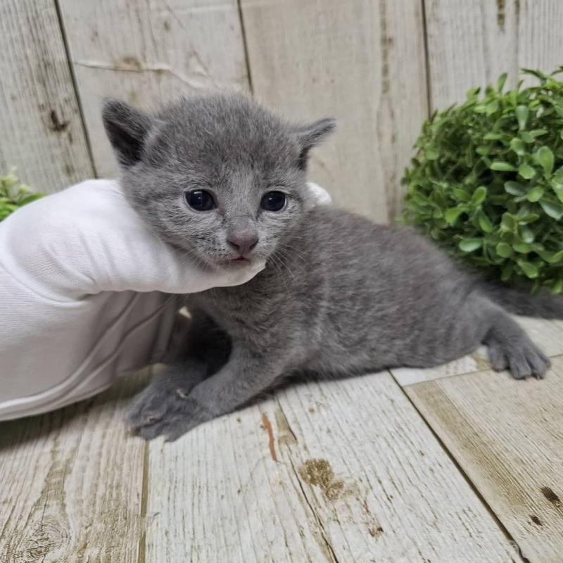 販売中の千葉県のロシアンブルー-133826の4枚目