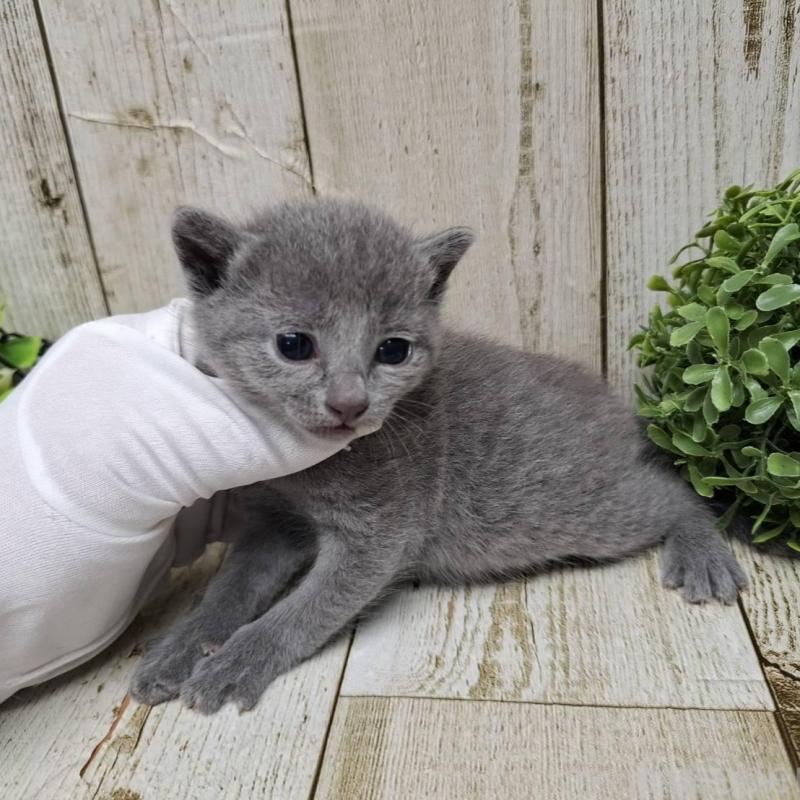 販売中の千葉県のロシアンブルー-133826の3枚目