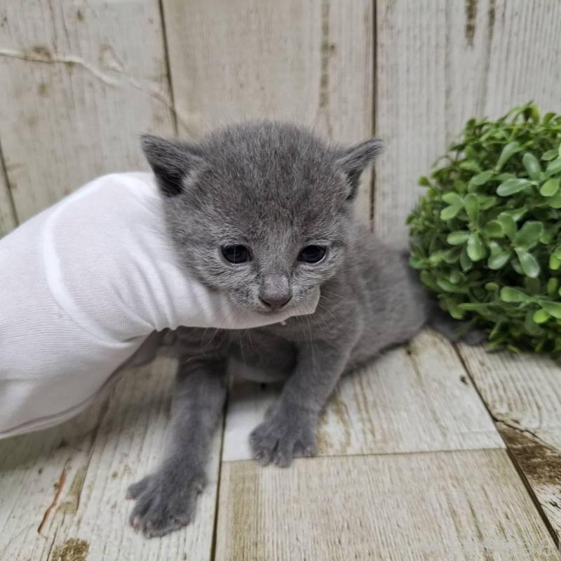 販売中の千葉県のロシアンブルー-133826の2枚目